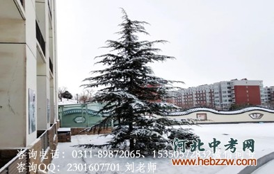 石家庄通用交通学校雪后松柏树.png