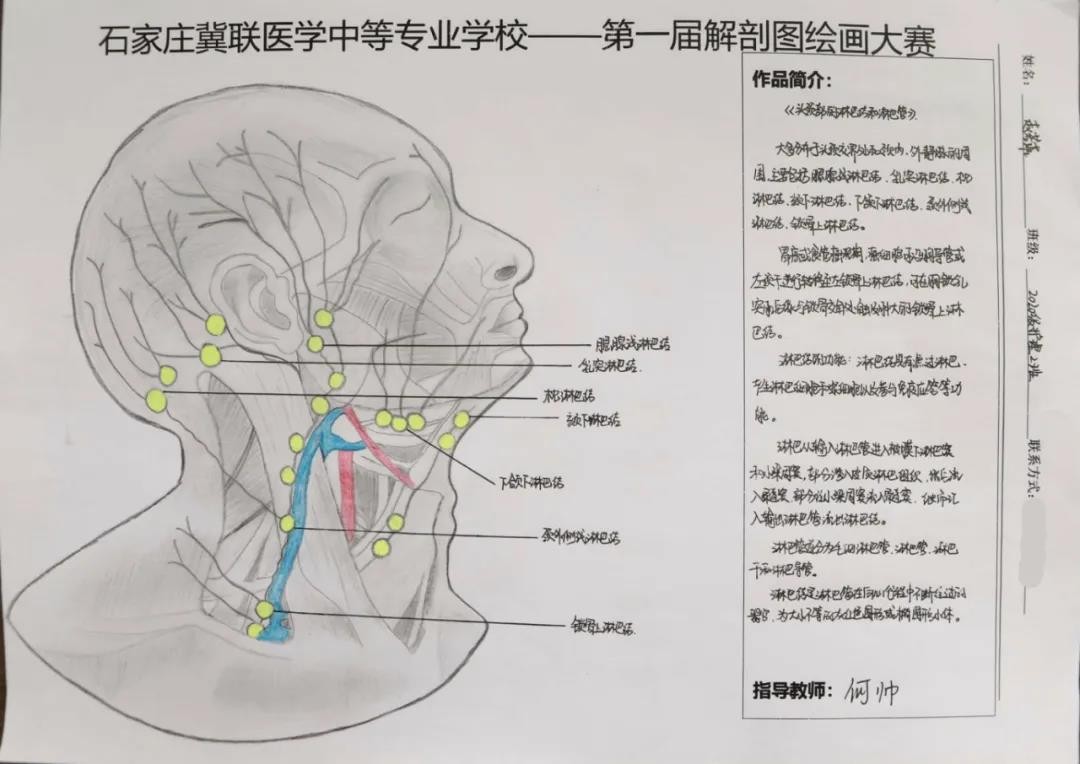 石家庄冀联医学中等专业学校首届解剖图绘画大赛03.jpg