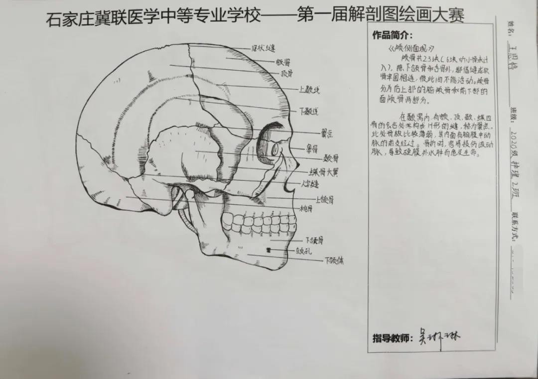 石家庄冀联医学中等专业学校首届解剖图绘画大赛07.jpg