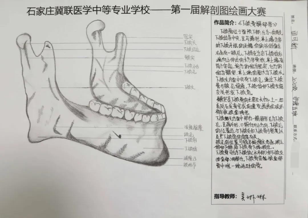 石家庄冀联医学中等专业学校首届解剖图绘画大赛08.jpg