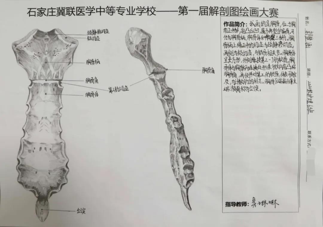 石家庄冀联医学中等专业学校首届解剖图绘画大赛06.jpg