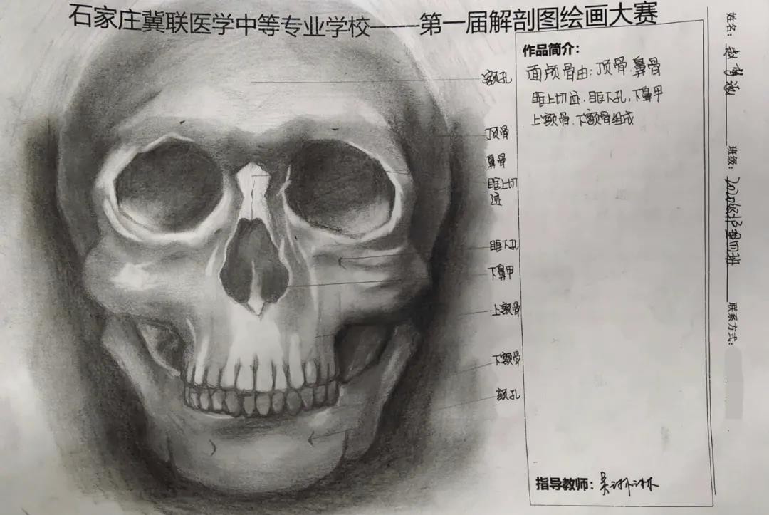 石家庄冀联医学中等专业学校首届解剖图绘画大赛02.jpg