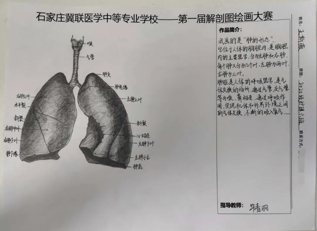 石家庄冀联医学中等专业学校首届解剖图绘画大赛01.jpg