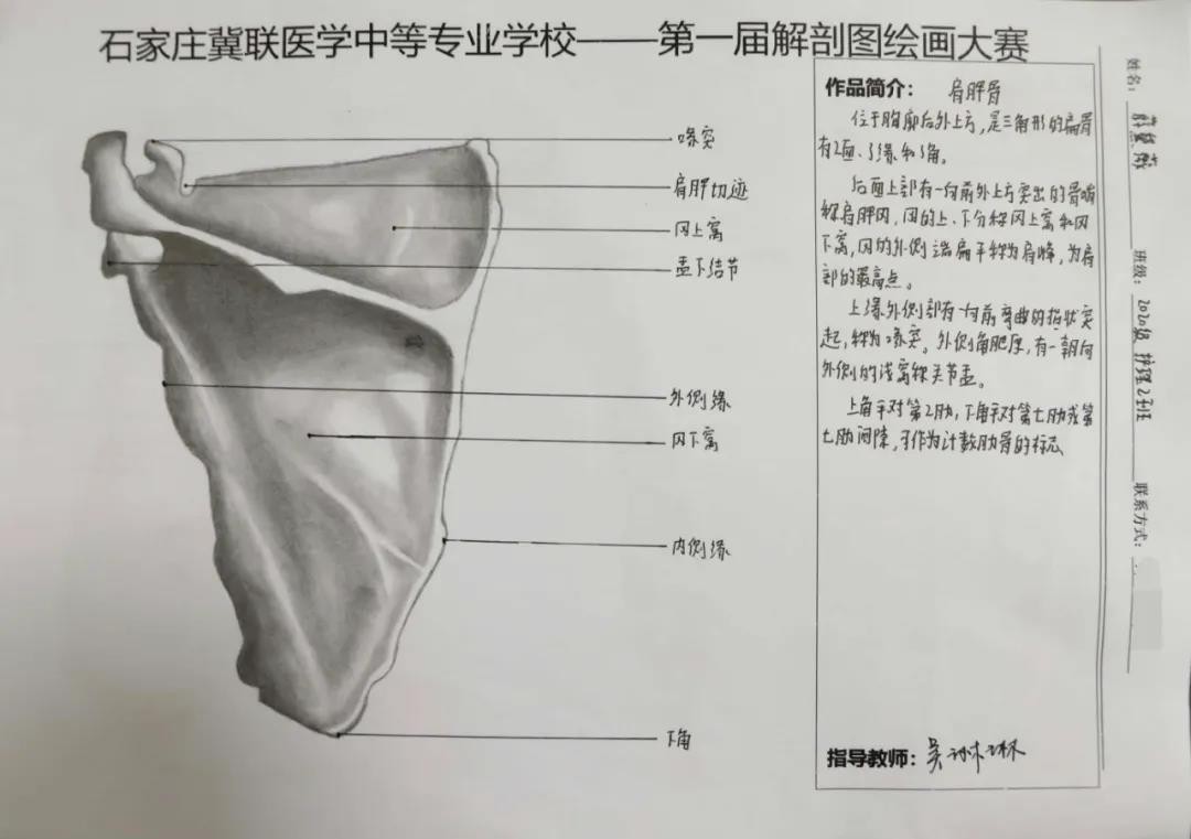 石家庄冀联医学中等专业学校首届解剖图绘画大赛18.jpg