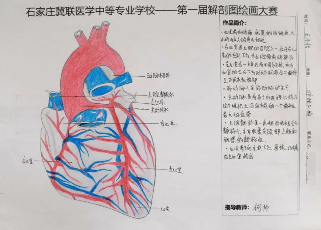 石家庄冀联医学中等专业学校首届解剖图绘画大赛16.jpg