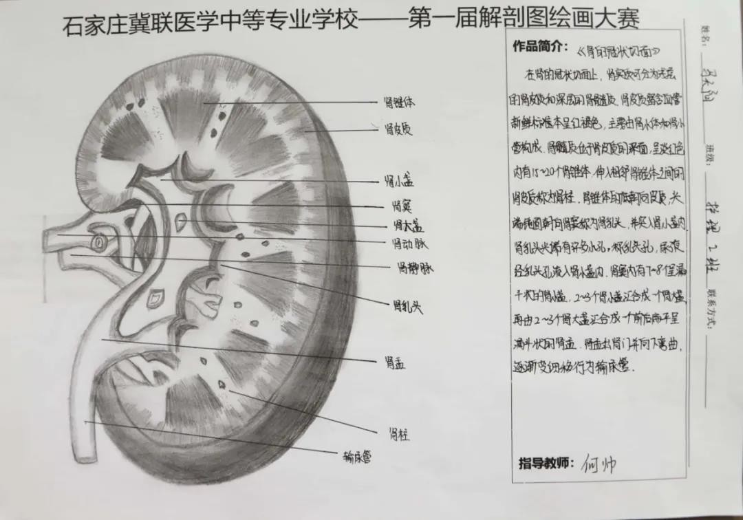 石家庄冀联医学中等专业学校首届解剖图绘画大赛04.jpg