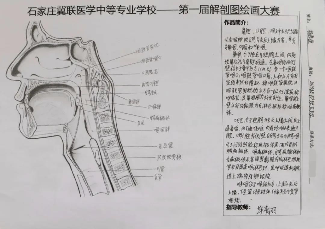 石家庄冀联医学中等专业学校首届解剖图绘画大赛05.jpg