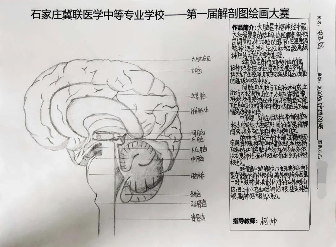 石家庄冀联医学中等专业学校首届解剖图绘画大赛19.jpg